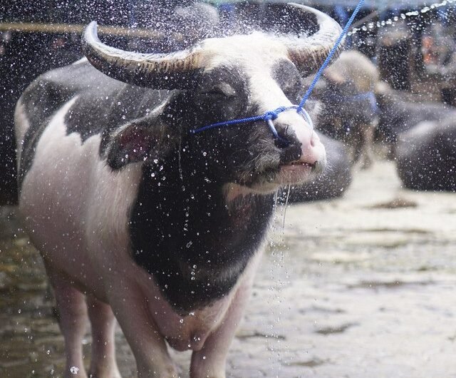 Ilustrasi Kerbau Belang Toraja. Foto: Nugraha Defri/Shutterstock