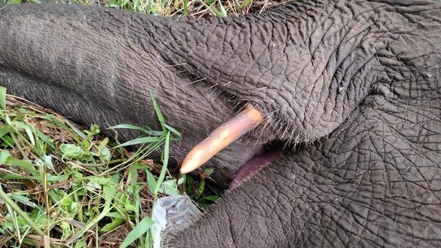 Seekor gajah sumatera ditemukan mati di area HPK, Kabupaten Bengkalis, Riau, Jumat (10/12). Foto: Instagram/@bbksda_riau
