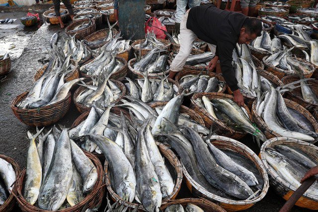 Pekerja memeriksa kualitas daging ikan tuna kualitas ekspor hasil tangkapan nelayan di Pelabuhan Pendaratan Ikan (PPI) Lampulo, Banda Aceh, Aceh, Selasa (5/11/2024). Foto: ANTARA FOTO /Irwansyah Putra