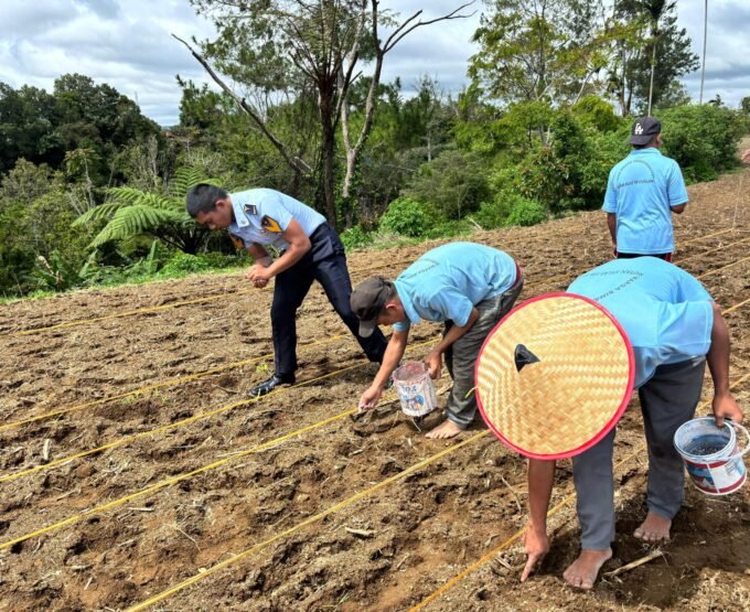 Kegiatan Penanaman Jagung oleh Rutan Kelas IIB Sidikalang. Foto: Dok. Rutan Kelas IIB Sidikalang.