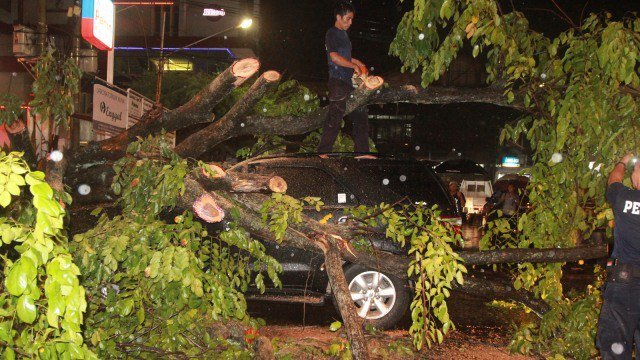 Ilustrasi Pohon Tumbang. Foto: Antara/Ardiansyah