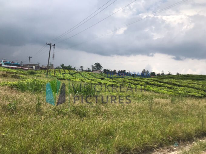 Terpantau Lahan PTPN IV Kebun Unit Sidamanik yang tidak produktif dan terabaikan. Foto: Tim Visiokreatif Pictures.