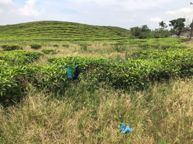 Terpantau Lahan PTPN IV Kebun Unit Sidamanik yang tidak produktif dan terabaikan. Foto: Tim Visiokreatif Pictures.