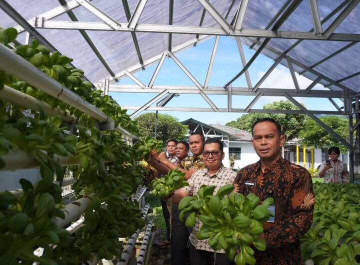 Kepala Lapas Kelas IIA Sibolga Novriadi dan Jajarannya saat memanen sayur hasil Program pembinaan Warga Binaan. Foto; dok. Lapas Kelas IIA Sibolga.