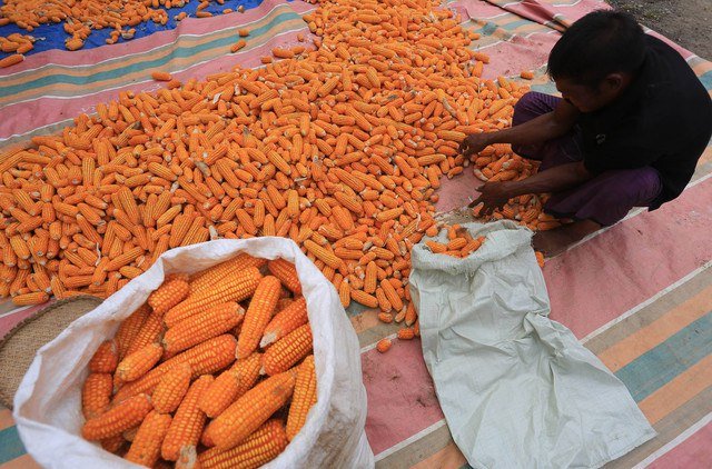 Petani mengumpulkan jagung untuk pakan ternak saat proses penjemuran di Desa Alue Bagok, Kecamatan Arongan Lambalek, Aceh Barat, Aceh, Jumat(26/7/2024). Foto: ANTARA FOTO/Syifa Yulinnas