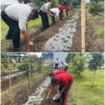 Rutan Sidikalang saat budidaya Bawang Merah, guna Memanfaatkan Lahan SAE untuk ketahanan Pangan. Foto: istimewa.