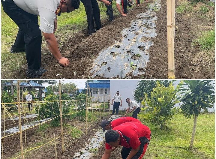 Rutan Sidikalang saat budidaya Bawang Merah, guna Memanfaatkan Lahan SAE untuk ketahanan Pangan. Foto: istimewa.