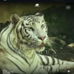 Harimau putih koleksi Semarang Zoo atau Kebon Binatang (Bonbin) Mangkang bernama Anggun. Foto: Dok. instagram Semarang Zoo