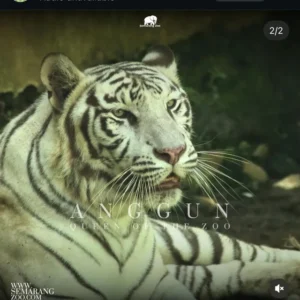 Harimau putih koleksi Semarang Zoo atau Kebon Binatang (Bonbin) Mangkang bernama Anggun. Foto: Dok. instagram Semarang Zoo