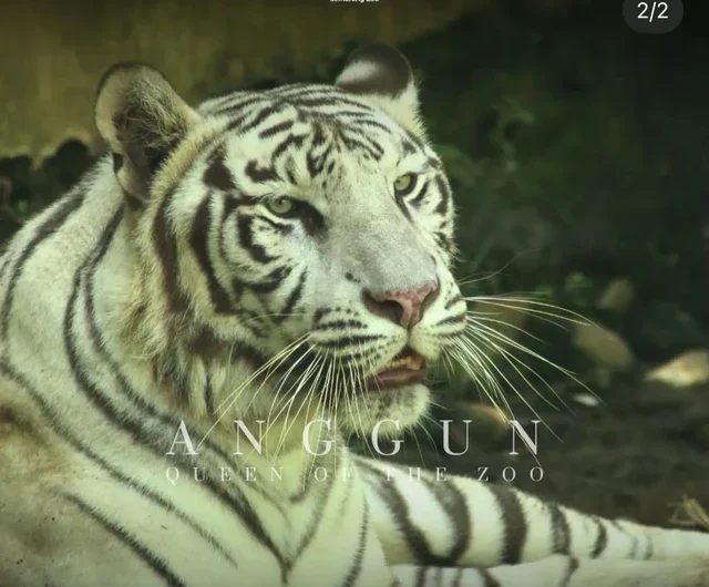 Harimau putih koleksi Semarang Zoo atau Kebon Binatang (Bonbin) Mangkang bernama Anggun. Foto: Dok. instagram Semarang Zoo