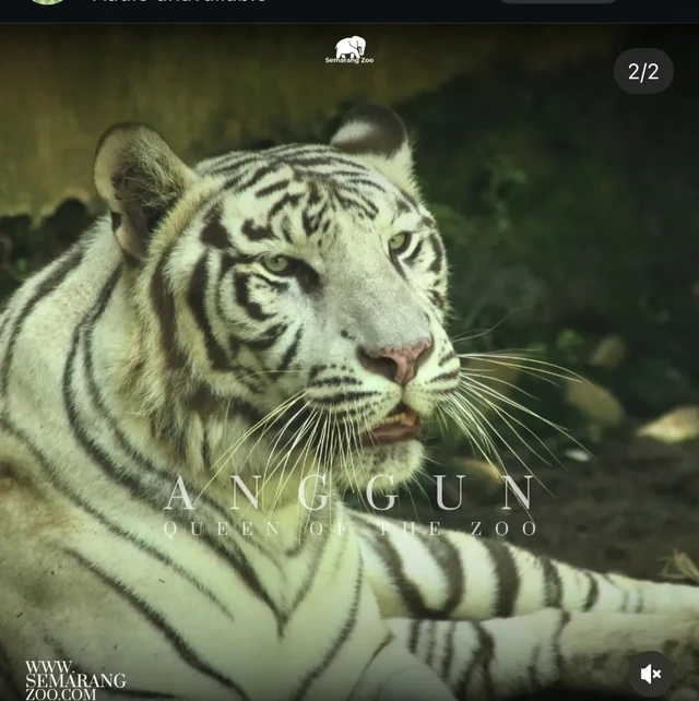 Harimau putih koleksi Semarang Zoo atau Kebon Binatang (Bonbin) Mangkang bernama Anggun. Foto: Dok. instagram Semarang Zoo