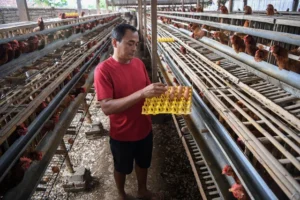 Peternak memanen telur ayam di peternakan ayam di Desa Kuwonharjo, Kabupaten Magetan, Jawa Timur, Jumat (19/1/2024). Foto: ANTARA FOTO/M Risyal Hidayat