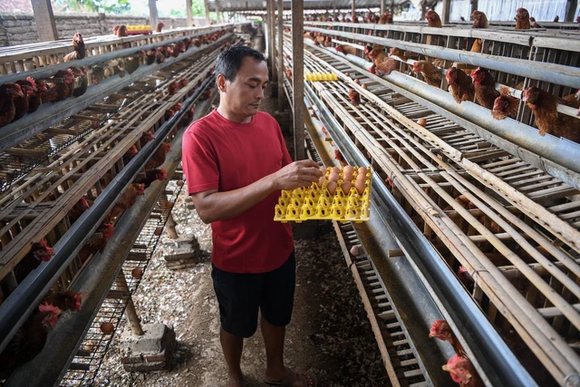 Peternak memanen telur ayam di peternakan ayam di Desa Kuwonharjo, Kabupaten Magetan, Jawa Timur, Jumat (19/1/2024). Foto: ANTARA FOTO/M Risyal Hidayat