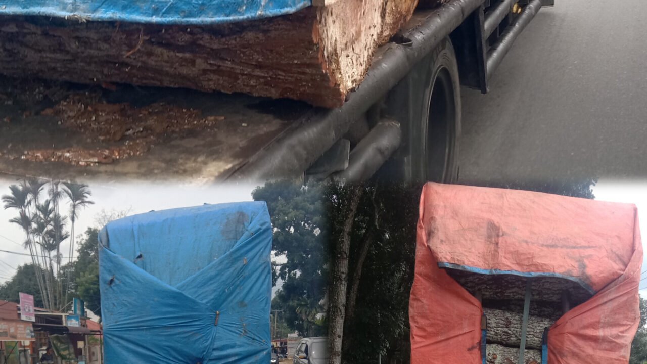 Modus Pengangkutan Kayu yang di tutupi terpal, melintasi di Jalan Sisingamangaraja Kota Pematangsiantar, Sumatera Utara. Foto: Investigasi.